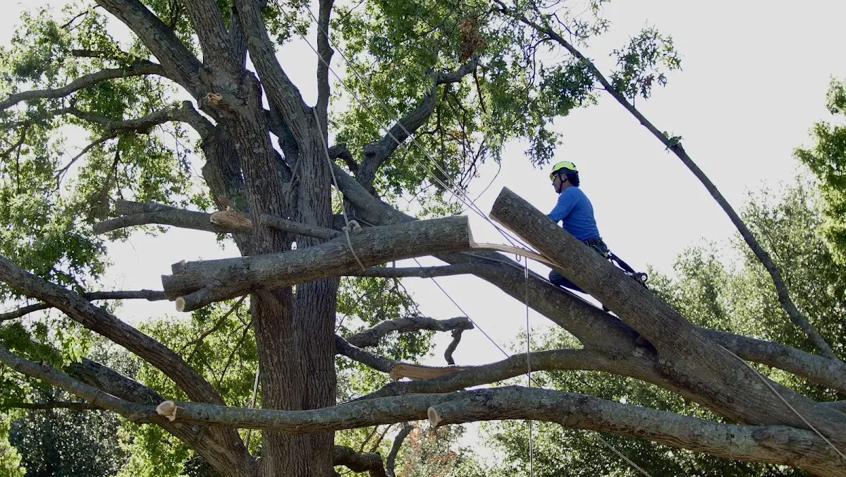 Professional Crown Thinning performed by certified arborists in Conde