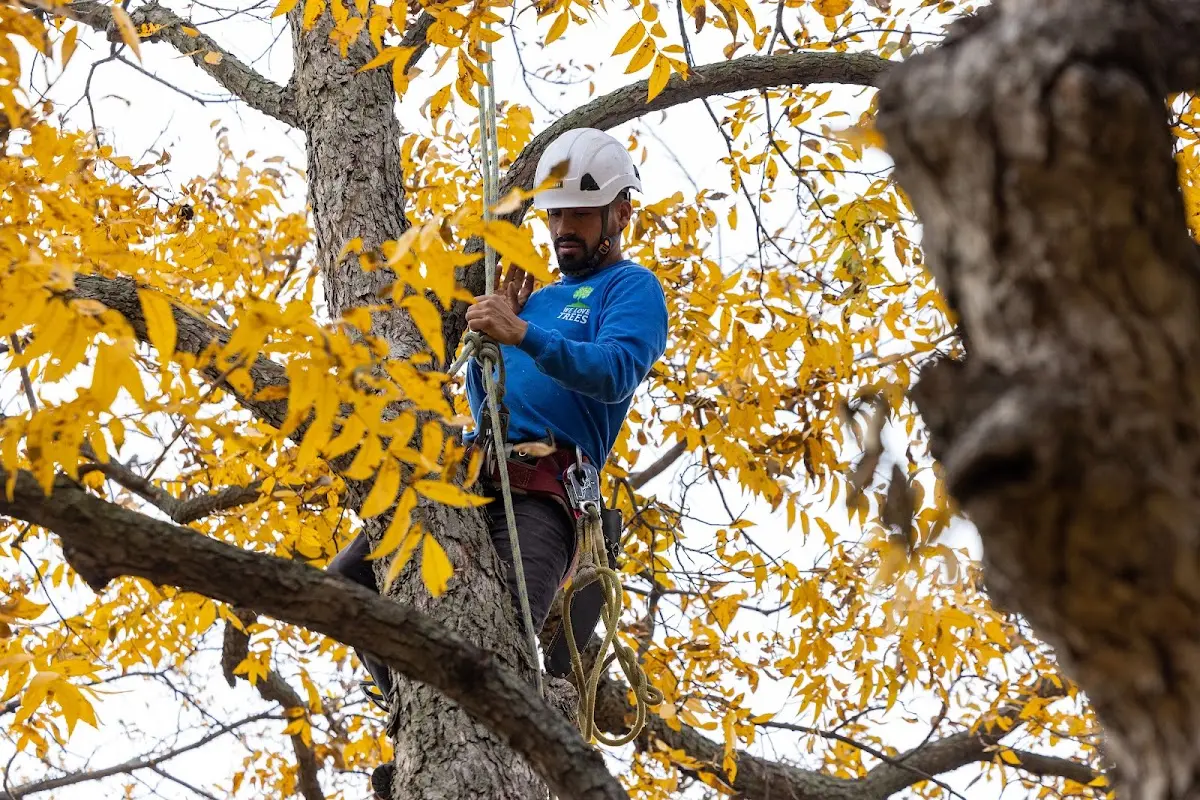 Skilled Tree Transplanting crew working in Conde